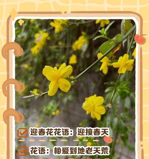 香槟色的花代表什么？粉橘色的寓意是什么？