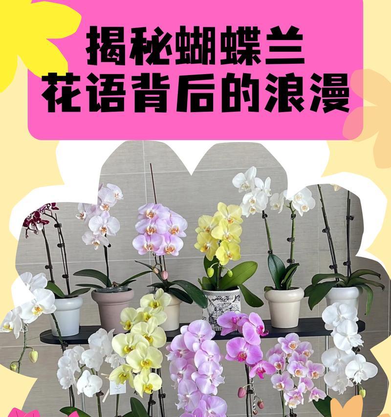 秋冬季节有哪些浪漫花语？这些花语代表的意义是什么？