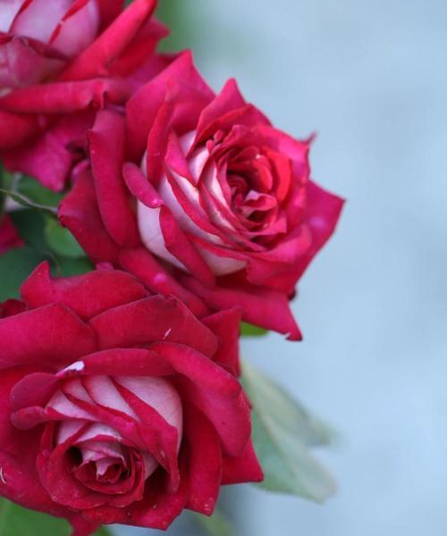 秋冬季节有哪些浪漫花语？这些花语代表的意义是什么？