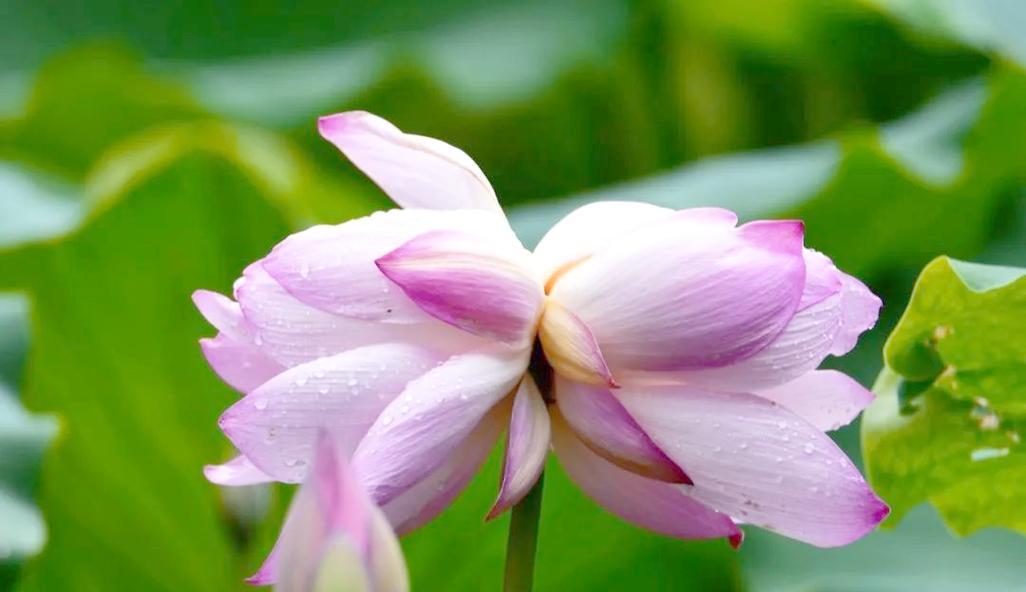 古代哪种花象征爱情长久？