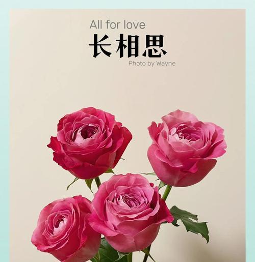 古代哪种花象征爱情长久？