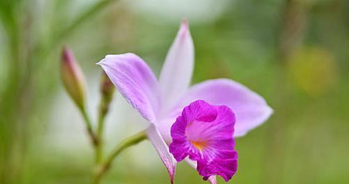 紫色兰花手捧花代表什么？