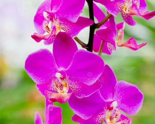 紫色兰花手捧花代表什么？
