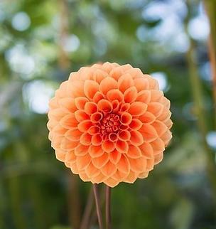 橙色花朵象征着哪些意义？