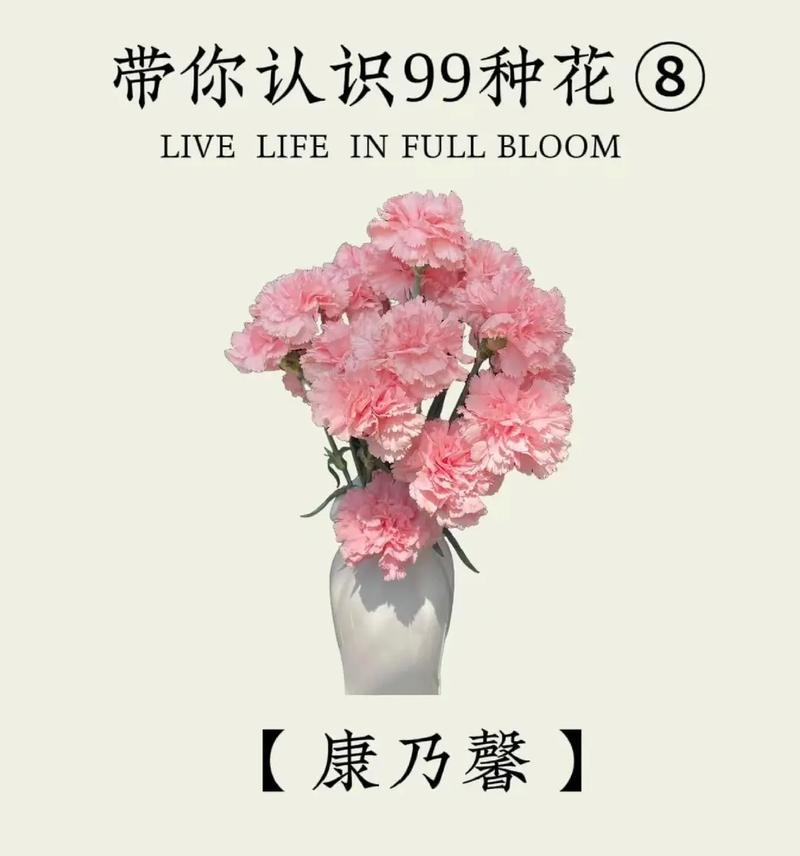 红色康乃馨几朵代表什么花语？