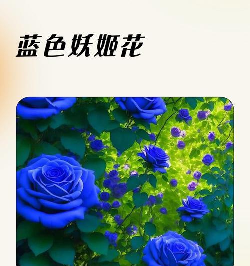 春节期间蓝色花朵的寓意是什么？
