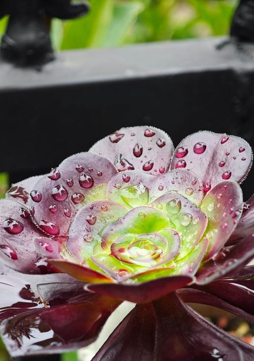 冰晶花在精神文化中代表什么？