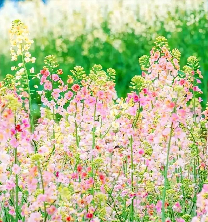 哪种花代表快乐的寓意？