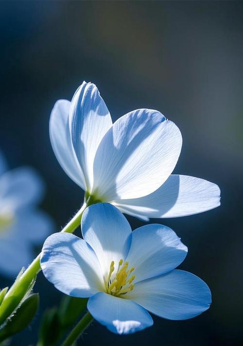 双生花象征着什么？它们在爱情中代表了什么？