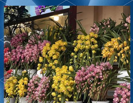 春节送什么花寓意福到？春节的吉祥花有哪些？
