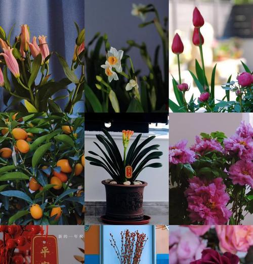 春节送什么花寓意福到？春节的吉祥花有哪些？