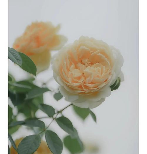 11朵黄色月季花代表什么含义？