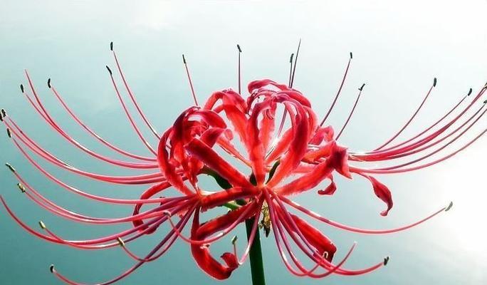 红色吊钟花的寓意是什么？它的花语有哪些？