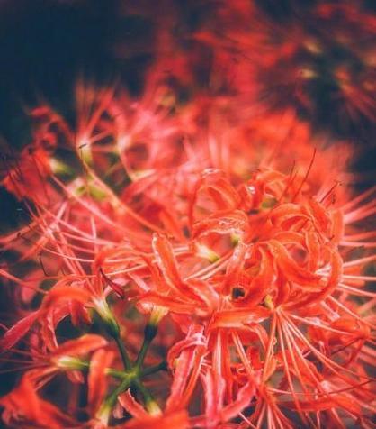 哪种红色的花象征死亡？