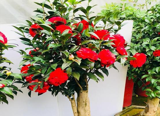 送吉祥花有什么寓意？吉祥花适合送给谁？