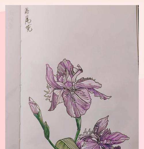 送吉祥花有什么寓意？吉祥花适合送给谁？