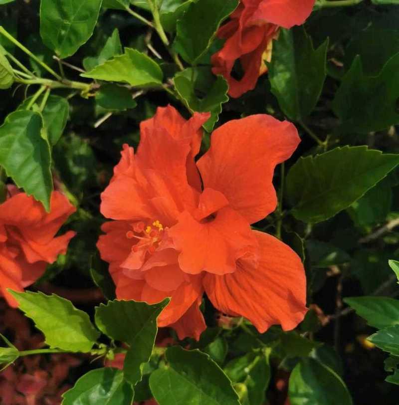 红色房间适合什么花？红色房间的花语是什么？