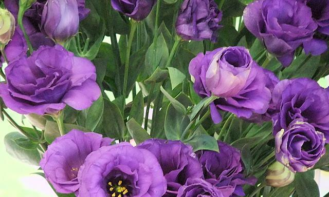 紫色叶子的花代表什么？这种花的花语是什么？