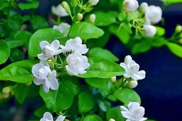 花的颜色真的没有含义吗？探讨花卉颜色的潜在意义。413