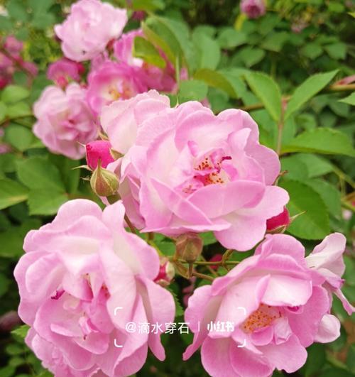 蔷薇花不同颜色的含义是什么？