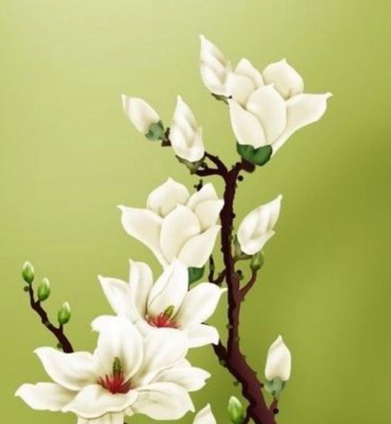 白色花的含义是什么？它通常象征着什么？