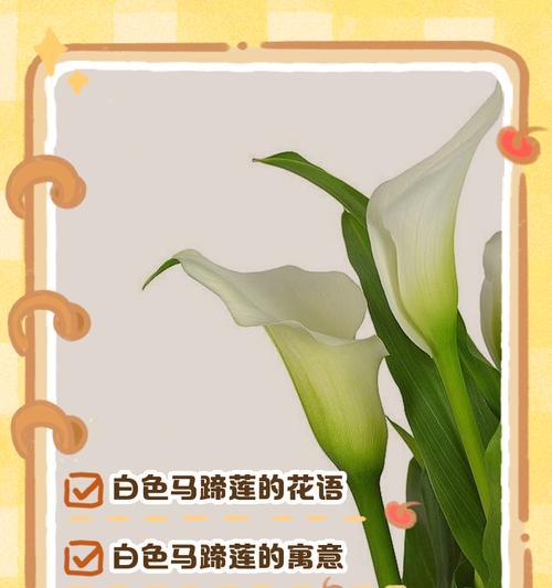 紫白色的花的含义和寓意是什么？它代表了什么？