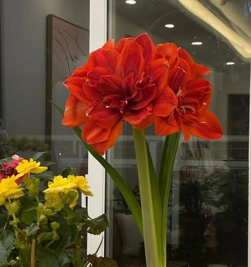 红色的花通常寓意着什么？