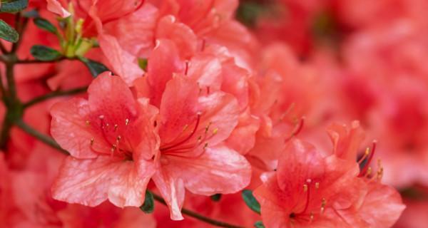 红色的花通常寓意着什么？