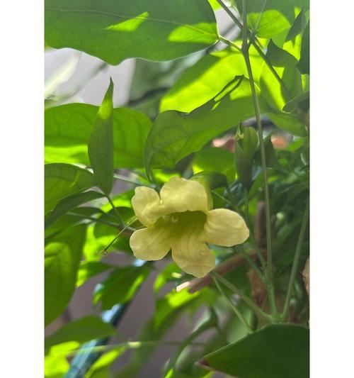 哪种花寓意温暖阳光和幸福？幸福花的象征意义是什么？