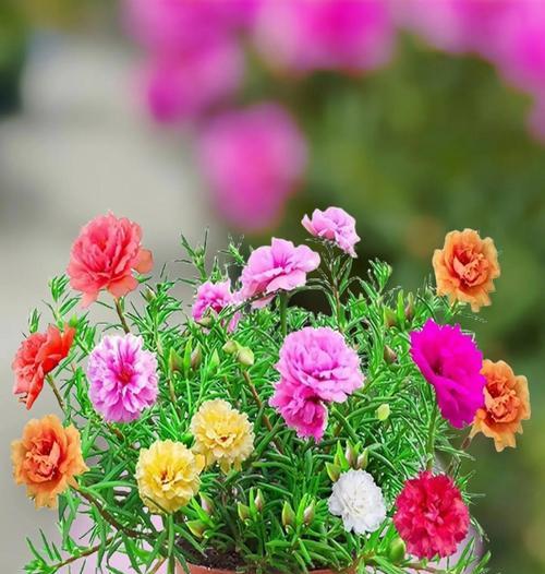 哪种花寓意温暖阳光和幸福？幸福花的象征意义是什么？