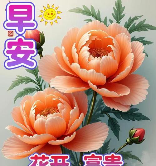 哪种花象征着祝福的花语？