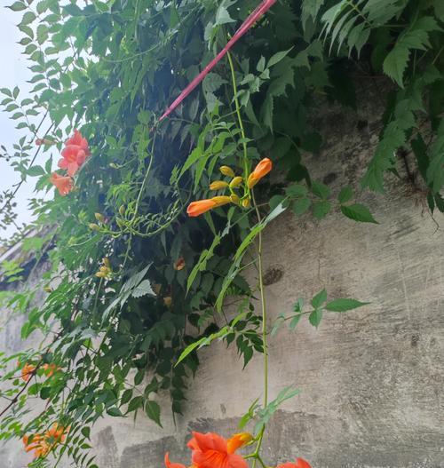 凌霄花的寓意是什么？凌霄花的吉祥含义有哪些？