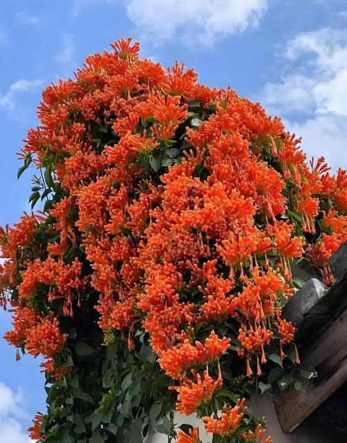 凌霄花的寓意是什么？凌霄花的吉祥含义有哪些？
