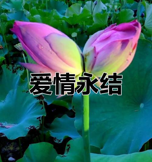 哪种花代表亲情与爱情？