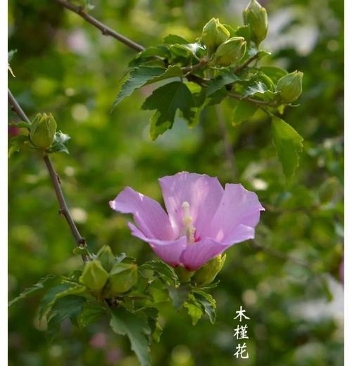 少年爱情的象征花有哪些？少年爱情的花语是什么？