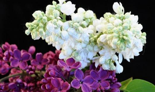 家里的花颜色变化有何寓意？花色变化预示着什么？