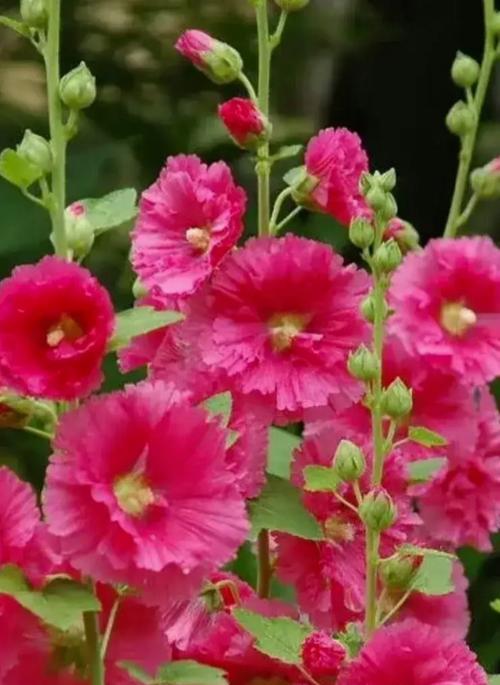 家里的花颜色变化有何寓意？花色变化预示着什么？