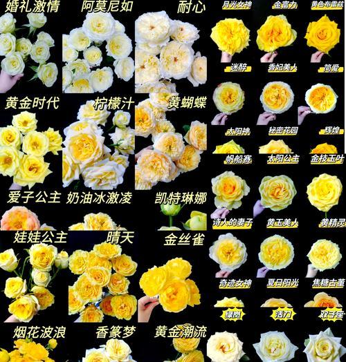 十二朵黑色玫瑰花代表什么？它们的寓意是什么？