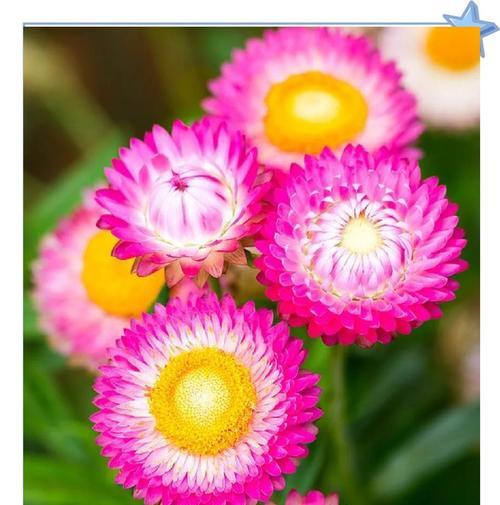 蜜蜡色花代表什么？这种颜色的花有什么特别含义？