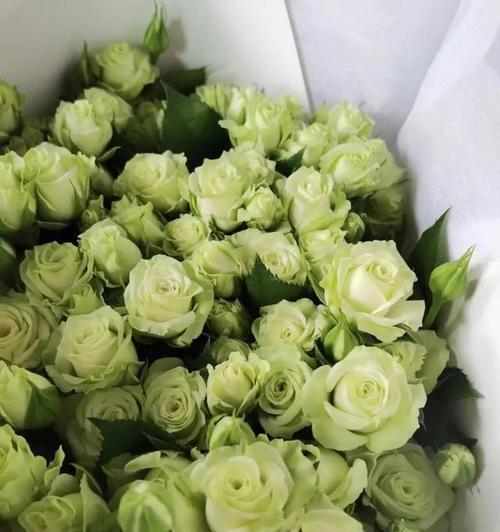 绿色花的寓意是什么？送绿色花有何含义？