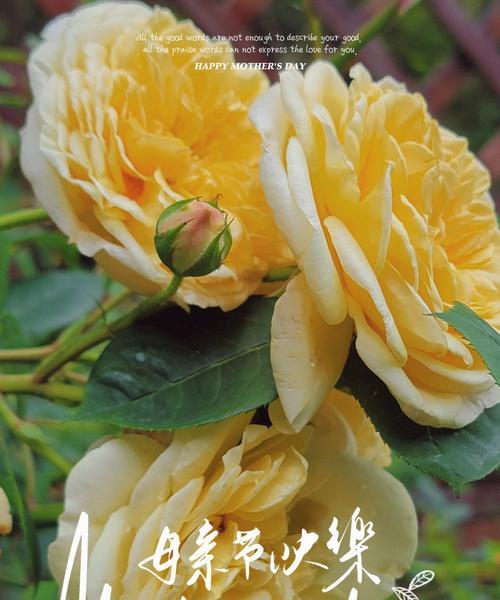 4朵黄色玫瑰花有何寓意？