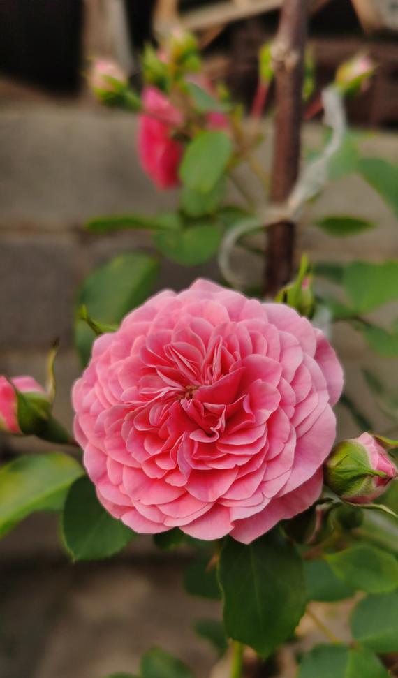粉色花朵的寓意是什么？适合哪些场合？