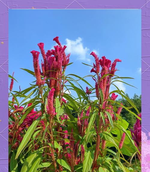 彩色花朵通常象征着什么？