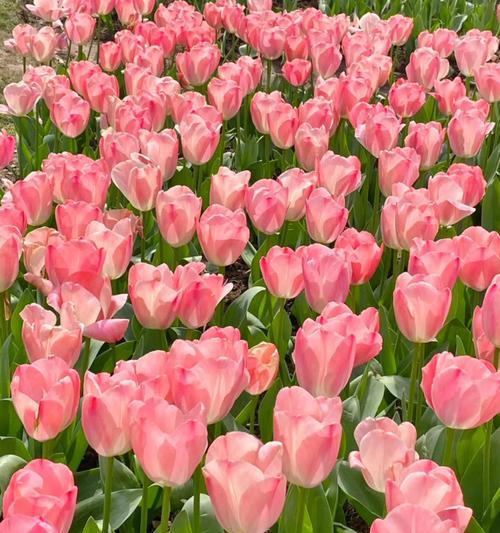 紫色扶桑花代表什么？紫色扶桑花的寓意是什么？