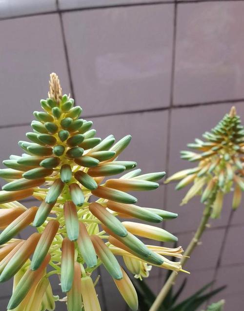 紫色扶桑花代表什么？紫色扶桑花的寓意是什么？