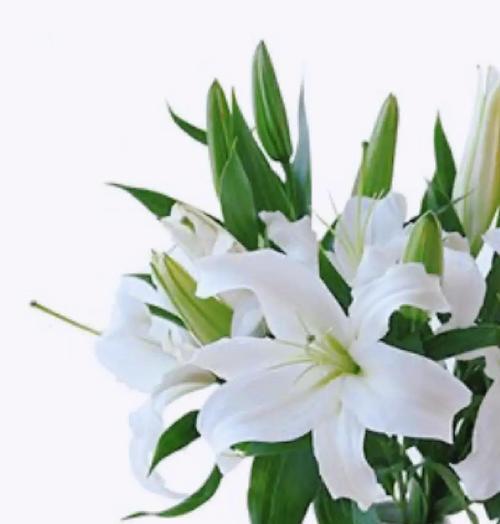 百合花在爱情中代表什么？百合花的寓意是什么？