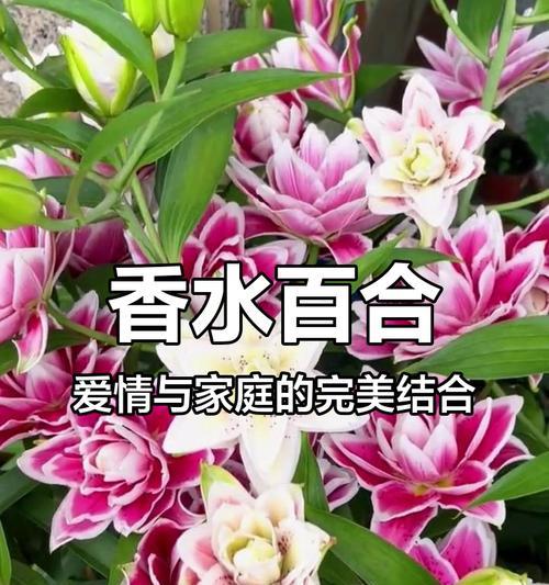 百合花在爱情中代表什么？百合花的寓意是什么？