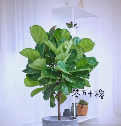 哪些室内植物寓意身体健康？