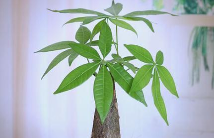 哪些室内植物寓意身体健康？