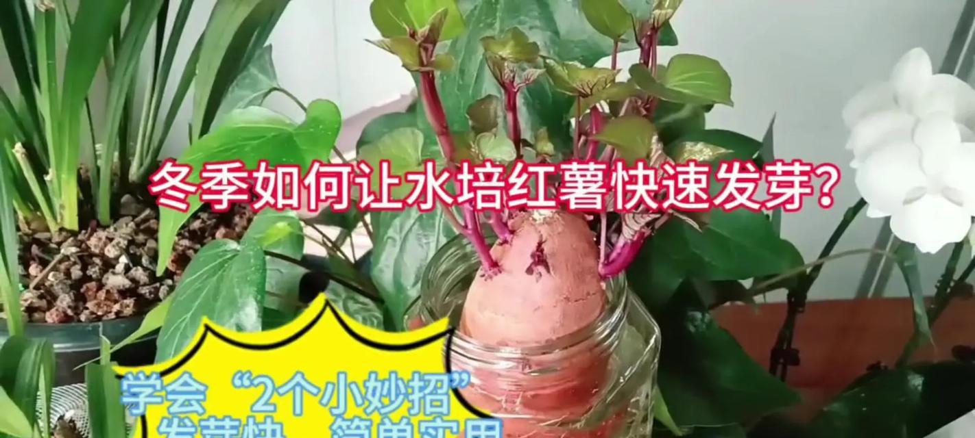 水培植物如何象征爱情？水培植物中哪种花最代表爱情？